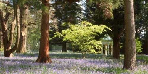 The Bluebell Walk at Capesthorne Hall