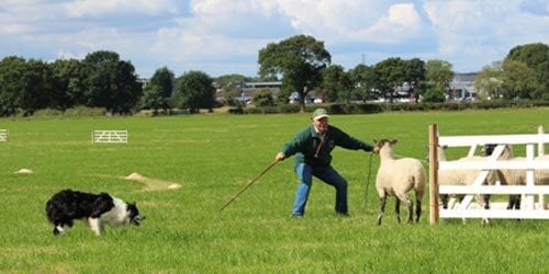 Macclesfield Sheep Dog Trials