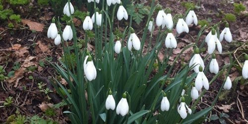 Snowdrops at Rode Hall