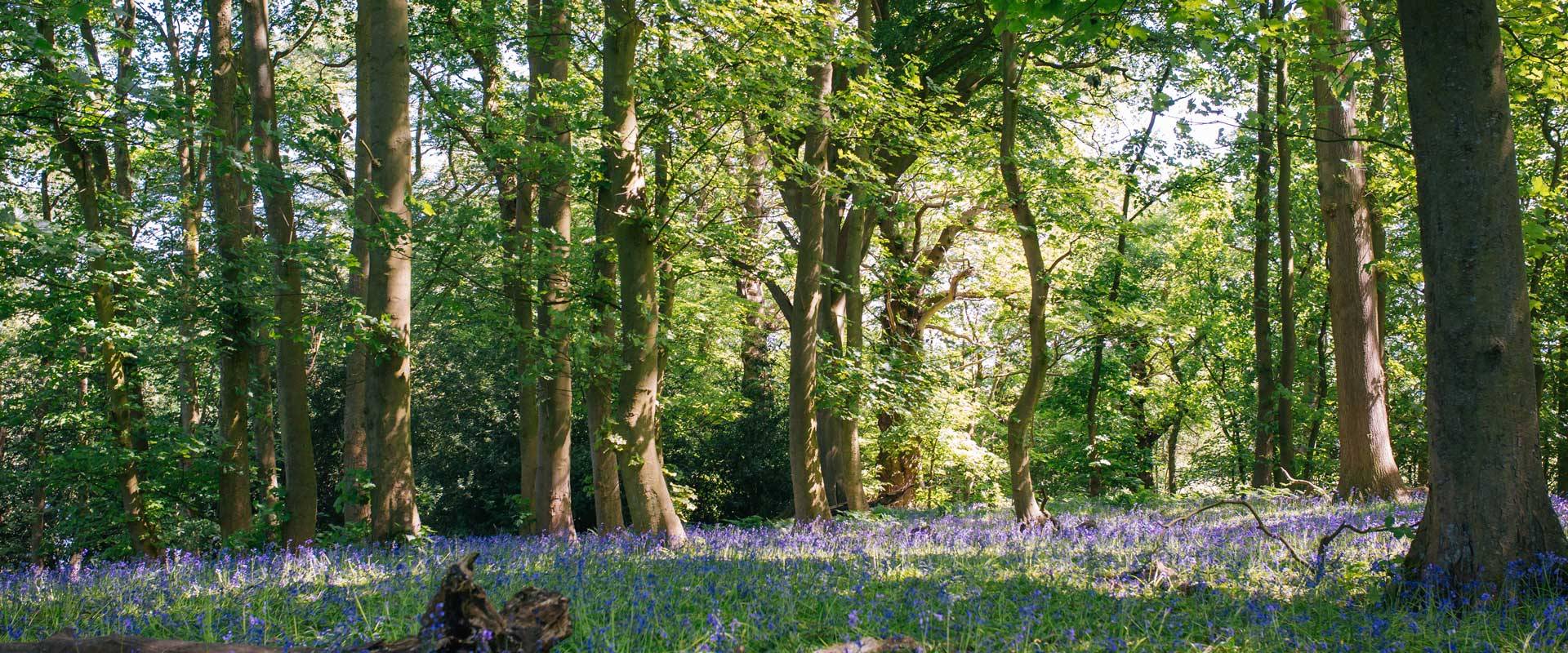 Woodland at Yew Tree Farm