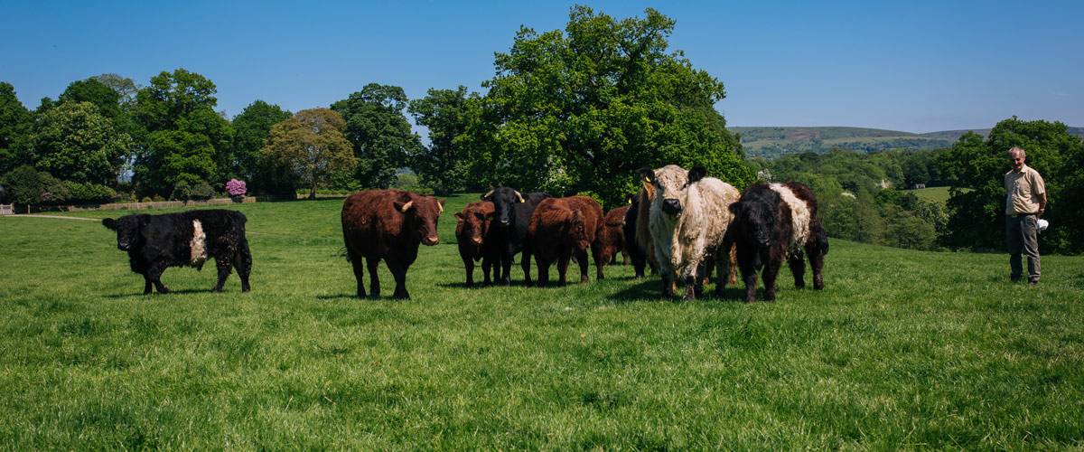 Cows at Yew Tree Farm