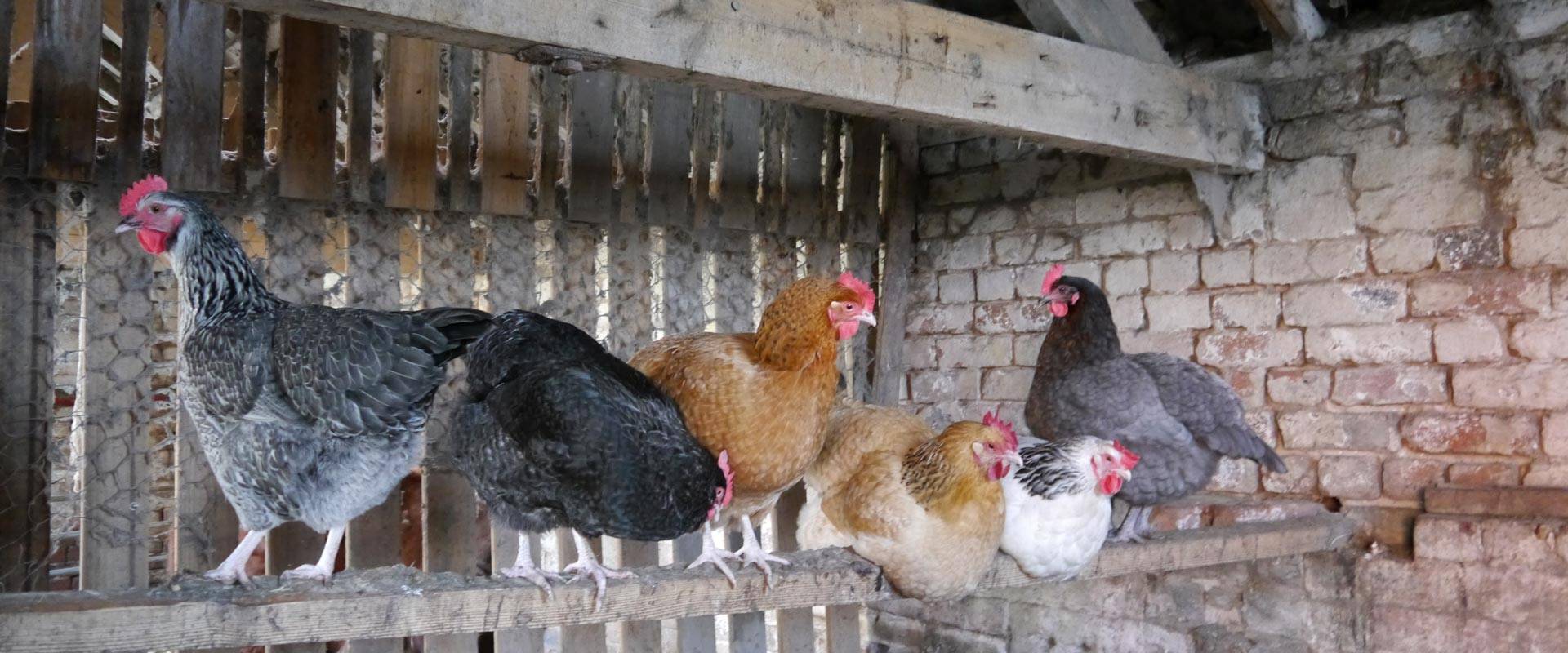 Hens at Yew Tree farm