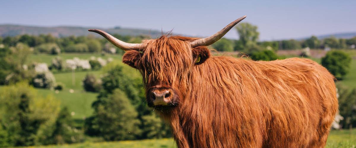 Highland Cow at Yew Tree Farm B&B