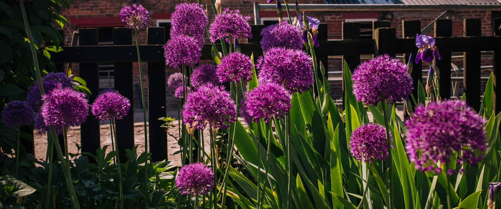 Flowers at Yew Tree Farm